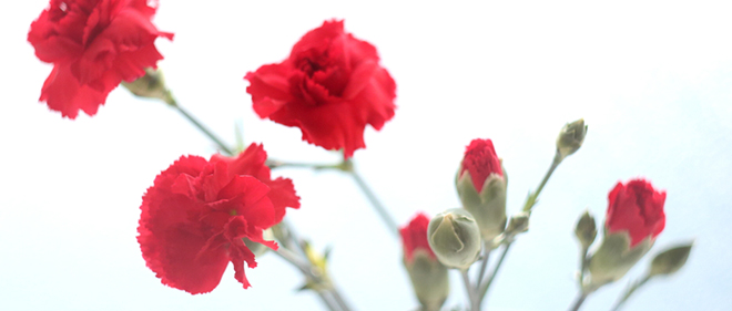 母の日に赤いカーネーションを贈るのはなぜ Kolme Flower School